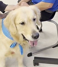 Redford Union School District in Michigan added 6 therapy dogs to support students' mental health.
Mandatory Credit:	WWJ via CNN Newsource