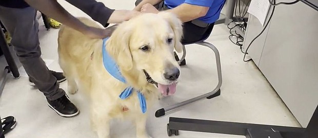 Redford Union School District in Michigan added 6 therapy dogs to support students' mental health.
Mandatory Credit:	WWJ via CNN Newsource