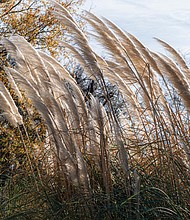 Ornamental grass in East End