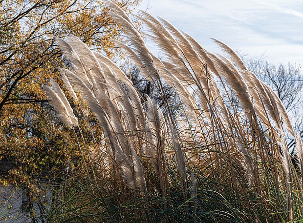 Ornamental grass in East End