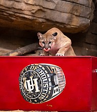 Shasta VII guards the rings at the Houston Zoo. April 26, 2024.