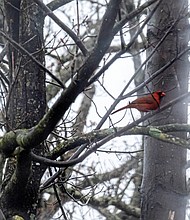 Cardinal in Bryan Park