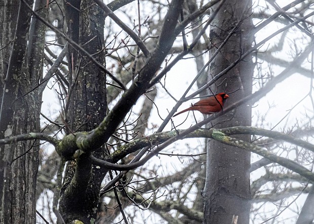 Cardinal in Bryan Park