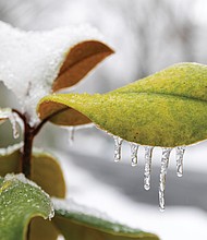 Icy leaves in Lakeside