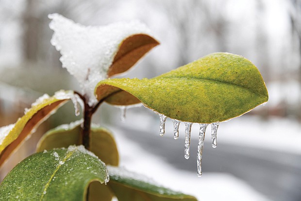 Icy leaves in Lakeside