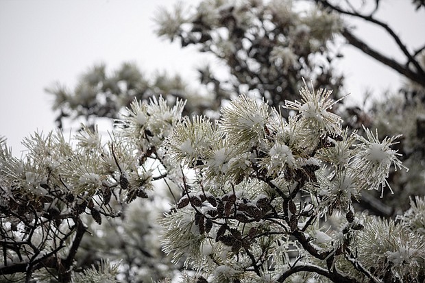 Ice covered pine branches in Richmond