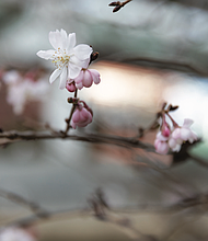 Blossoms