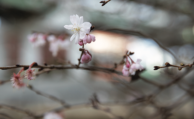 Blossoms