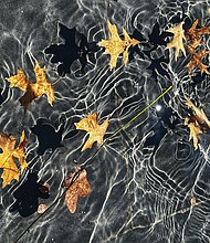 Leaves in Museum District