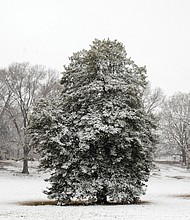 Snow covered trees in Bryan Park