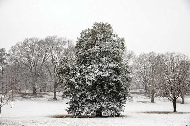 Snow covered trees in Bryan Park