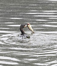 A goose grabs lunch from Young’s Pond in the park.