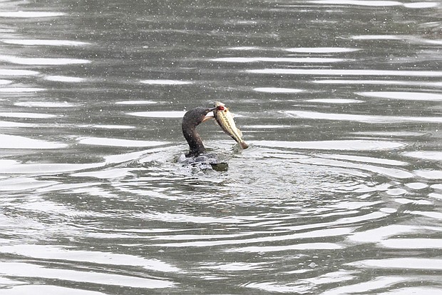 A goose grabs lunch from Young’s Pond in the park.