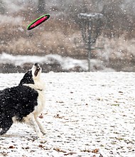 Ruby, a border collie, fetches a frisbee for her owner in Bryan Park on a snowy Feb. 11.