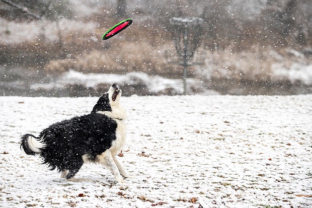 Ruby, a border collie, fetches a frisbee for her owner in Bryan Park on a snowy Feb. 11.