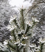 Snow-topped pine trees in Bryan Park.
