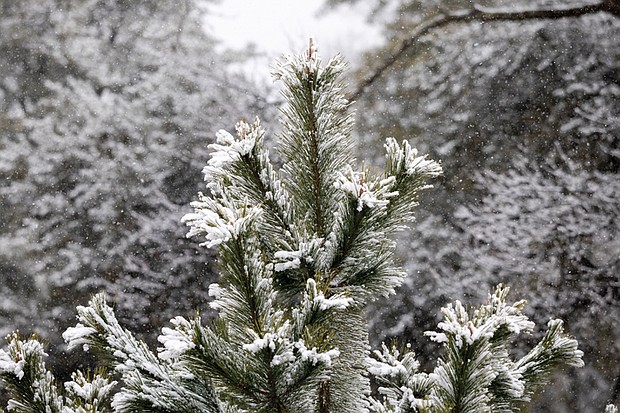 Snow-topped pine trees in Bryan Park.