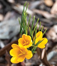 Hints of spring starting to bloom
