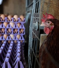 A chicken stands next to stacks of eggs in a henhouse at Sunrise Farms on February 18 in Petaluma, California. After losing 550,000 chickens to avian flu in December 2023, it took Sunrise Farms over a year to rebuild their flock.
Mandatory Credit:	Justin Sullivan/Getty Images via CNN Newsource