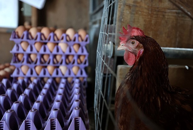 A chicken stands next to stacks of eggs in a henhouse at Sunrise Farms on February 18 in Petaluma, California. After losing 550,000 chickens to avian flu in December 2023, it took Sunrise Farms over a year to rebuild their flock.
Mandatory Credit:	Justin Sullivan/Getty Images via CNN Newsource