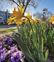 Blooming daffodils in the Fan District