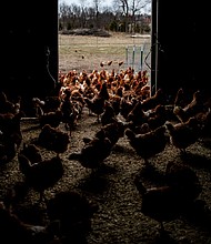The White House Office of Pandemic Preparedness and Response Policy was orchestrating the country’s response to bird flu until January 20.
Mandatory Credit:	Emily Elconin/Bloomberg/Getty Images via CNN Newsource