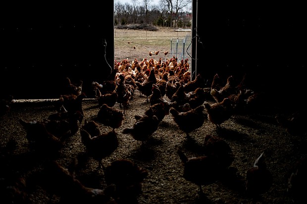 The White House Office of Pandemic Preparedness and Response Policy was orchestrating the country’s response to bird flu until January 20.
Mandatory Credit:	Emily Elconin/Bloomberg/Getty Images via CNN Newsource