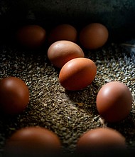 Eggs from ISA Brown chickens inside a nesting box at an egg farm in Mason, Michigan.
Mandatory Credit:	Emily Elconin/Bloomberg/Getty Images via CNN Newsource