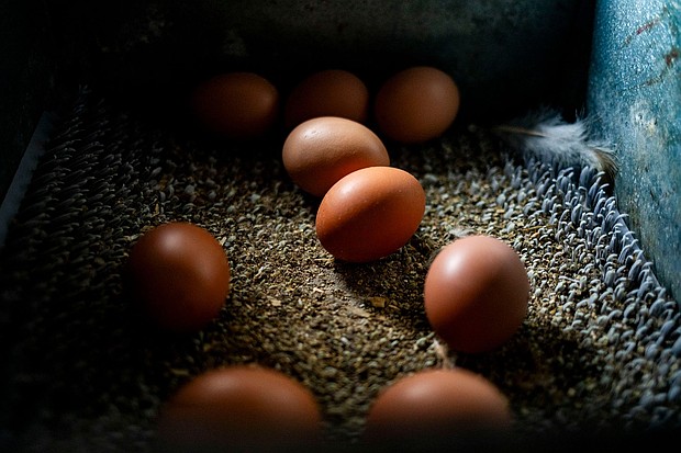 Eggs from ISA Brown chickens inside a nesting box at an egg farm in Mason, Michigan.
Mandatory Credit:	Emily Elconin/Bloomberg/Getty Images via CNN Newsource
