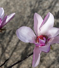 Magnolia blooms in the West End