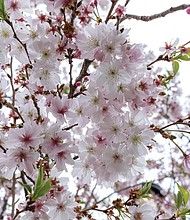 Cherry blossoms in North Side