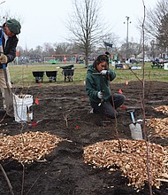 Workers dig at the site of Richmond’s first tiny forest in Fonticello Park, where volunteers planted about 250 native tree seedlings and shrubs on March 15.