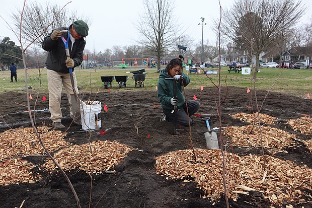Workers dig at the site of Richmond’s first tiny forest in Fonticello Park, where volunteers planted about 250 native tree seedlings and shrubs on March 15.