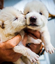 Two of the wolves were born on October 1, 2024.
Mandatory Credit:	Colossal Biosciences via CNN Newsource