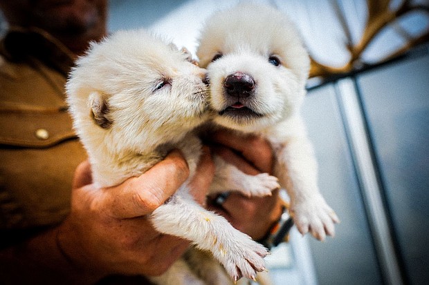 Two of the wolves were born on October 1, 2024.
Mandatory Credit:	Colossal Biosciences via CNN Newsource