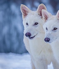 Shown here are two of three wolves genetically edited by scientists to have traits of a dire wolf, a prehistoric animal that went extinct about 12,500 years ago.
Mandatory Credit:	Colossal Biosciences via CNN Newsource
