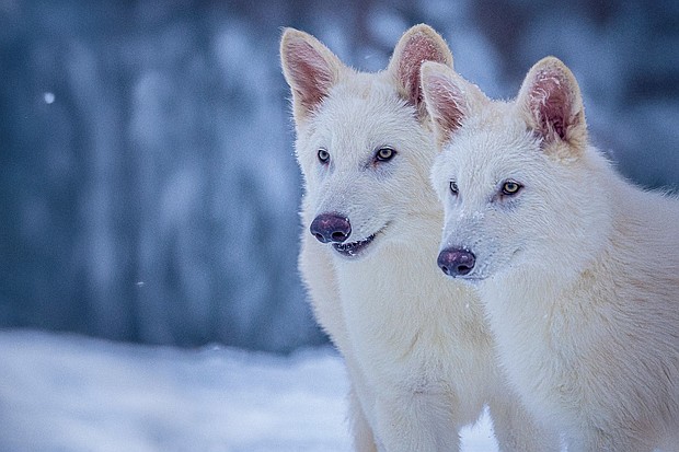 Shown here are two of three wolves genetically edited by scientists to have traits of a dire wolf, a prehistoric animal that went extinct about 12,500 years ago.
Mandatory Credit:	Colossal Biosciences via CNN Newsource