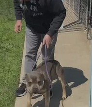 In The Colony, a community is coming together to reunite a dog with its owner.
Mandatory Credit:	KTVT via CNN Newsource