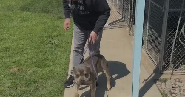 In The Colony, a community is coming together to reunite a dog with its owner.
Mandatory Credit:	KTVT via CNN Newsource