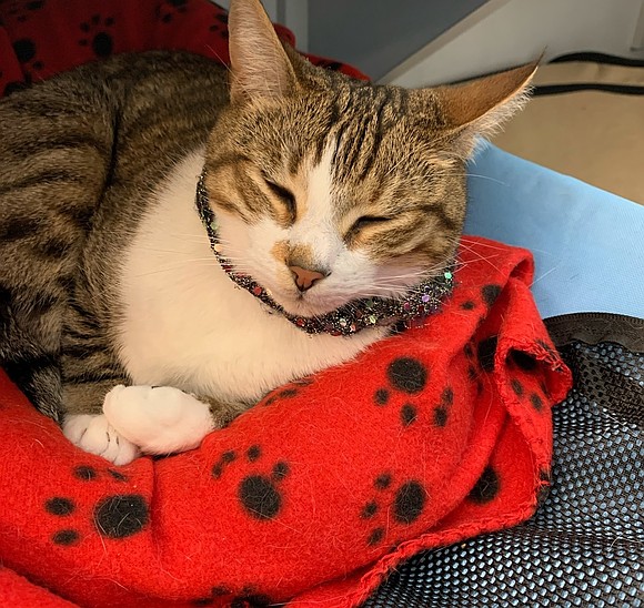 In a city where compassion and community collaboration thrive, one woman is leading a transformative movement that’s quietly saving hundreds … In a city where compassion and community collaboration thrive, one woman is leading a transformative movement that’s quietly saving hundreds …