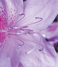 Face of an Azalea in North Side