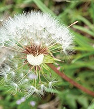 Dandelions spring up in North Side