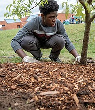 Kamal Gbaeamosi, a ninth-grader at Cosby High School, joins Moody Middle School students as he volunteered to mulch trees planted during the pandemic in 2020.