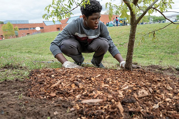 Kamal Gbaeamosi, a ninth-grader at Cosby High School, joins Moody Middle School students as he volunteered to mulch trees planted during the pandemic in 2020.