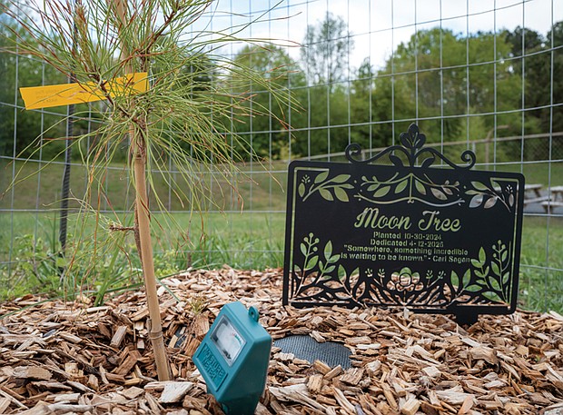 Richmond’s first Moon Tree, grown from seeds that orbited Earth and the moon during NASA’s Artemis I mission, was planted at Thomas C. Boushall Middle School through a partnership with the U.S. Forest Service and NASA. The project honors the legacy of the Apollo 14 mission.