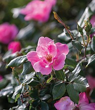 Roses in bloom on South Side