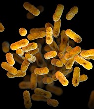 An illustration depicts a 3D, computer-generated image of a group of Bordetella pertussis bacteria. If someone infected with pertussis coughs or sneezes, tiny droplets are released that contain the bacteria.
Mandatory Credit:	Meredith Newlove/CDC via CNN Newsource