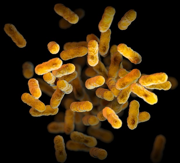 An illustration depicts a 3D, computer-generated image of a group of Bordetella pertussis bacteria. If someone infected with pertussis coughs or sneezes, tiny droplets are released that contain the bacteria.
Mandatory Credit:	Meredith Newlove/CDC via CNN Newsource