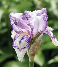 Iris at Maymont