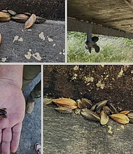 After implementing an inspection and quarantine program at Folsom Lake to try to stop the spread of golden mussels, state park officials said the highly invasive aquatic species was found attached to a boat.
Mandatory Credit:	California State Parks/KOVR via CNN Newsource